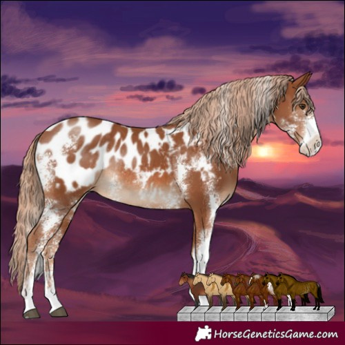 Horse Color:Bay Sabino Appaloosa Rabicano 