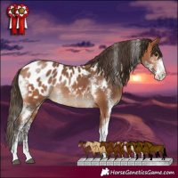 Horse Color:Bay Sabino Appaloosa Rabicano