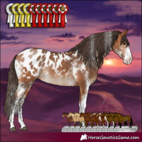 Horse Color:Bay Sabino Blanket Rabicano 