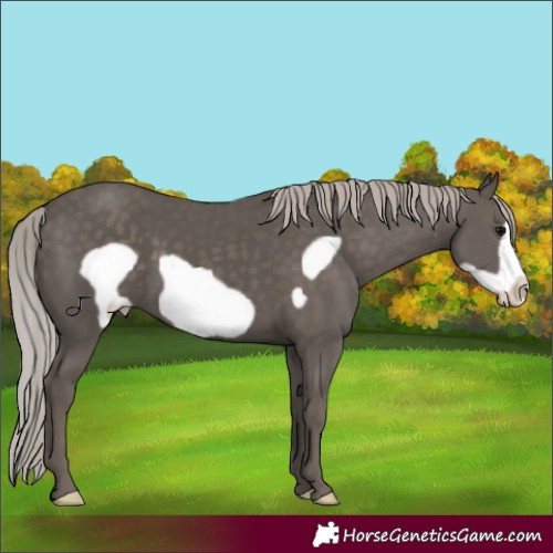 Horse Color:Silver Black Frame Appaloosa 