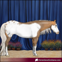 Horse Color:Silver Buckskin Frame Appaloosa