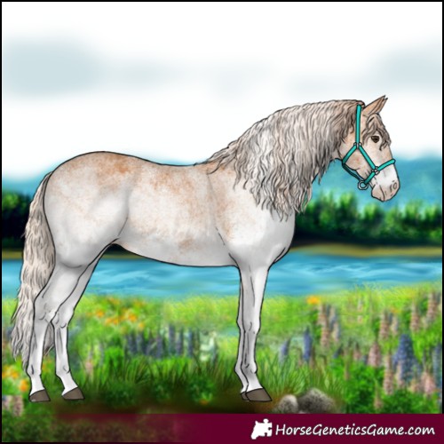 Horse Color:White Spotted Chestnut 