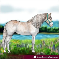Horse Color:White Spotted Chestnut 