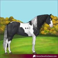 Horse Color:Black Splash Tobiano 