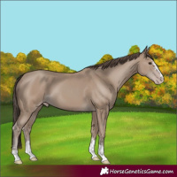 Horse Color:Classic Champagne