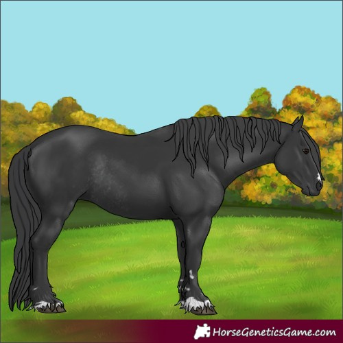 Horse Color:Black Rabicano