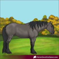 Horse Color:Grullo 