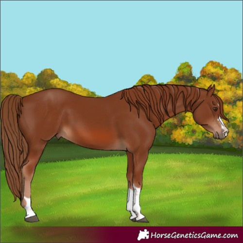 Horse Color:Chestnut 