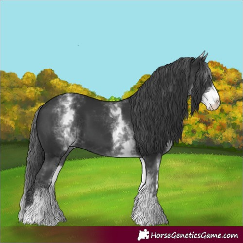 Horse Color:White Spotted Black 