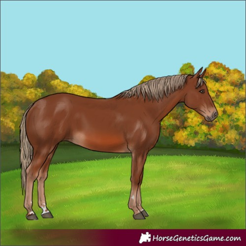 Horse Color:Chestnut 