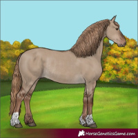 Horse Color:Liver Red Dun Rabicano 
