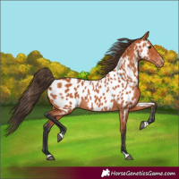 Horse Color:Bay Appaloosa 