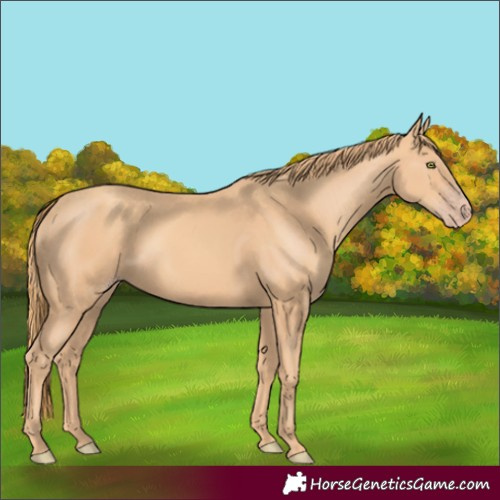 Horse Color:Gold Champagne Rabicano 
