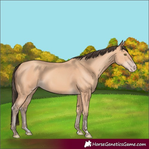 Horse Color:Amber Champagne Rabicano 