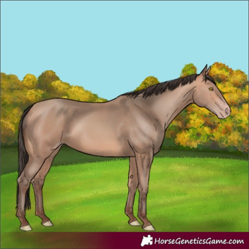 Horse Color:Amber Champagne Rabicano 