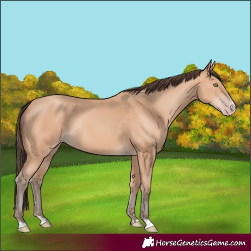 Horse Color:Amber Champagne Rabicano 