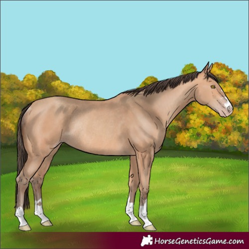 Horse Color:Amber Champagne Rabicano 