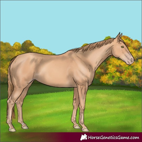 Horse Color:Gold Champagne Rabicano 