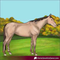 Horse Color:Amber Champagne Rabicano
