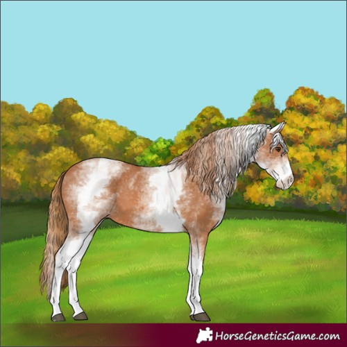 Horse Color:White Spotted Chestnut