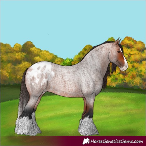 Horse Color:Bay Roan Splash Appaloosa 