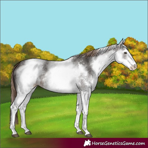 Horse Color:White Spotted Liver Chestnut Sabino 