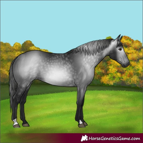 Horse Color:Gray Black 