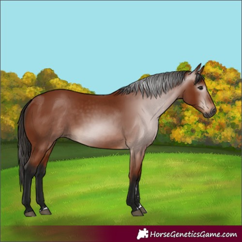 Horse Color:Gray Bay 