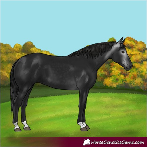 Horse Color:Gray Black 