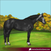 Horse Color:Gray Black