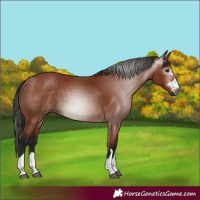 Horse Color:Gray Bay 