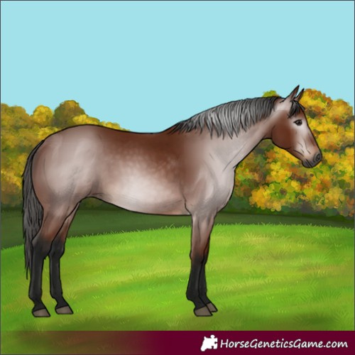 Horse Color:Gray Bay 
