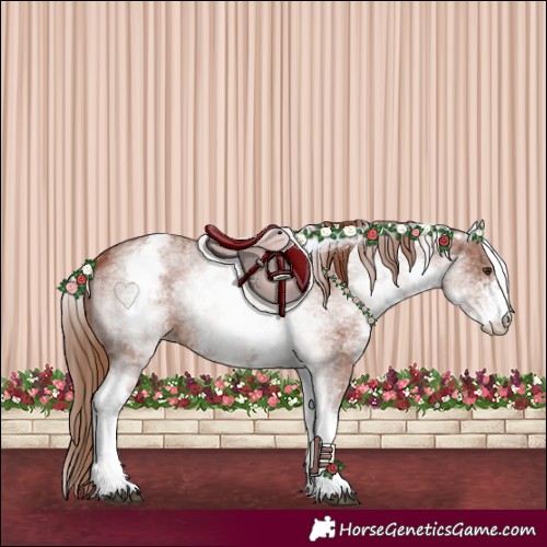 Horse Color:White Spotted Chestnut Sabino 