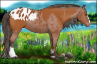 Horse Color:Bay Sabino Rabicano and Bay Sabino Appaloosa Rabicano