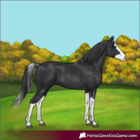 Horse Color:Black Splash 
