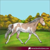 Horse Color:Silver Bay Dun Sabino Tobiano Frame Rabicano