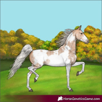 Horse Color:Silver Bay Dun Sabino Tobiano Frame Rabicano 