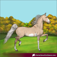 Horse Color:Silver Bay Dun Sabino Tobiano Frame Rabicano 