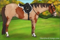 Horse Color:Bay Sabino Rabicano  and Amber Champagne Sabino Rabicano 