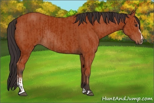 Horse Color:Bay Sabino Rabicano and Bay Sabino Rabicano