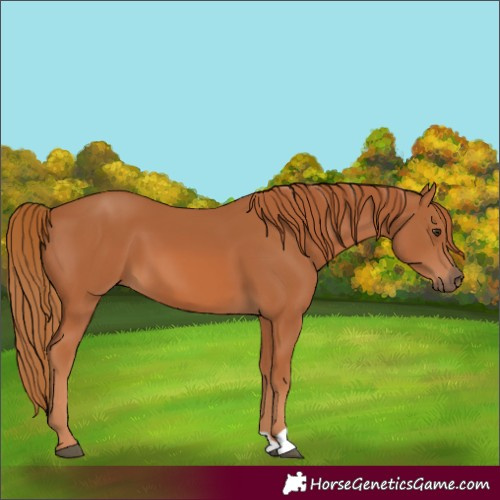 Horse Color:Chestnut 