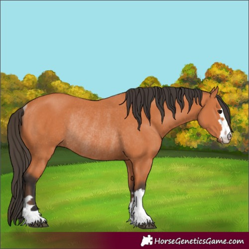 Horse Color:Bay Rabicano 