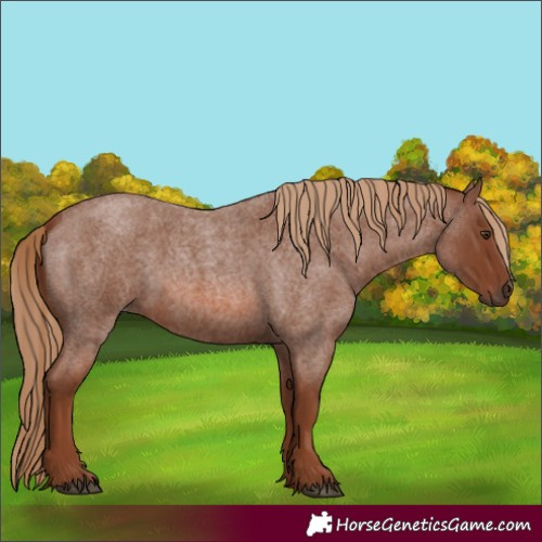 Horse Color:Red Roan 