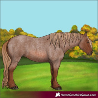 Horse Color:Red Roan