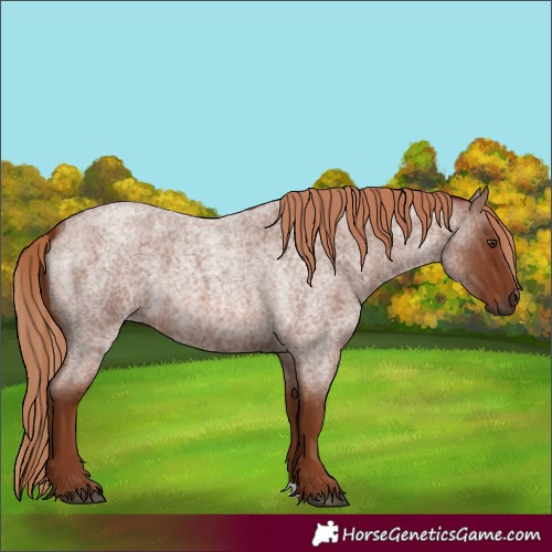 Horse Color:Red Roan 