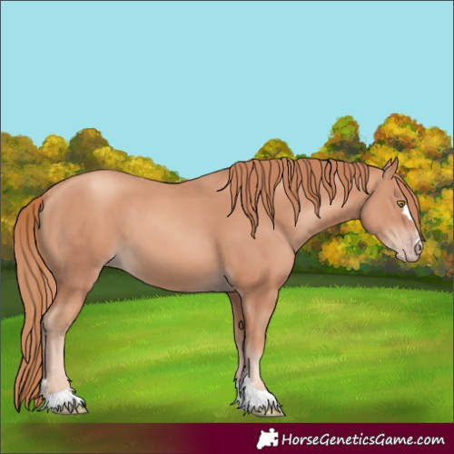 Horse Color:Gold Champagne
