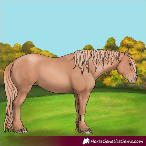 Horse Color:Gold Champagne 