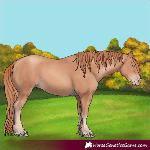 Horse Color:Gold Champagne 