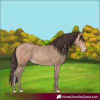 Horse Color:Amber Champagne