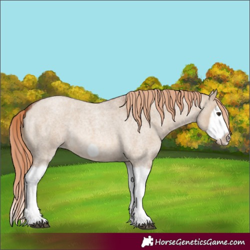 Horse Color:Red Dun Roan Splash Frame Rabicano